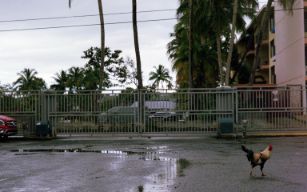 A chicken photographed in Puerto Rico