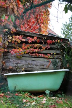 Mint-green bathtub beside a weathered, vine-covered shed in Geneva